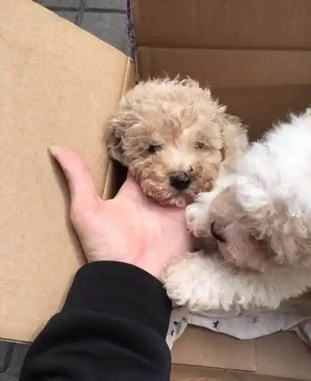 三个月泰迪800块