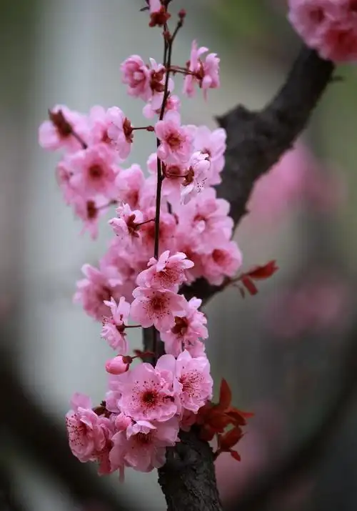 梅花十大稀有品种之首名贵梅花品种排名大全及图片