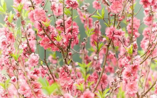 唯美烂漫桃花,高清壁纸图片,鲜花背景-回车桌面