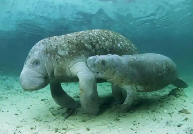 涨知识海中美人鱼海牛