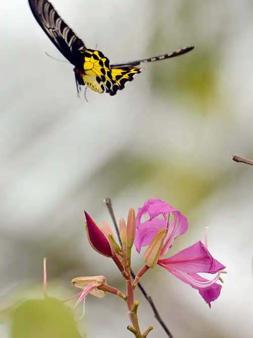 蝴蝶恋花醉,花儿随风吹
