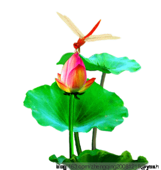 要清新凉爽一夏,看美丽绽放荷花!