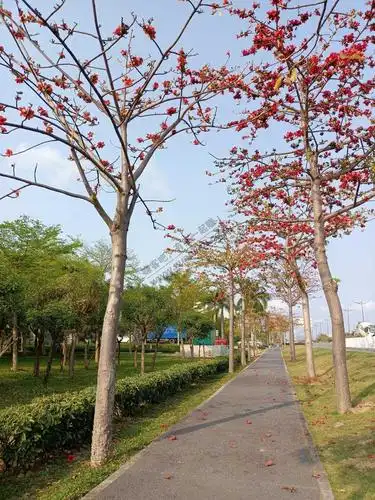木棉花开-南方广东珠海