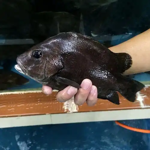 包公鱼的营养价值