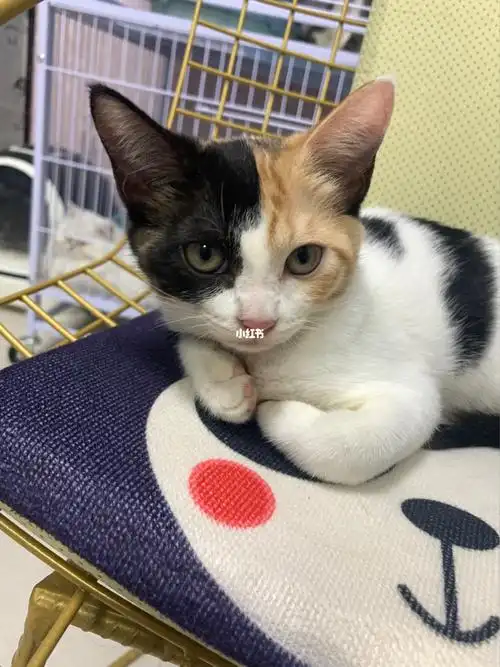 广州无偿领养猫咪英短串串猫咪