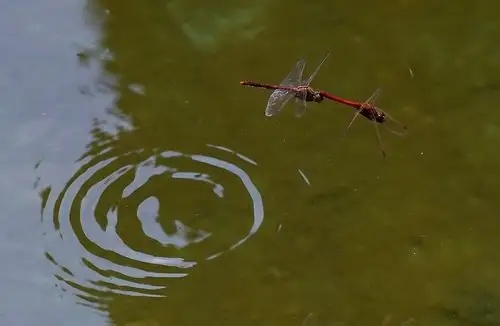 【蜻蜓点水摄影图片】星火园生态摄影_荒原狼_太平洋电脑网摄影部落