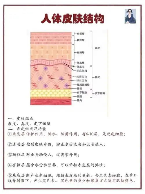 人体皮肤结构