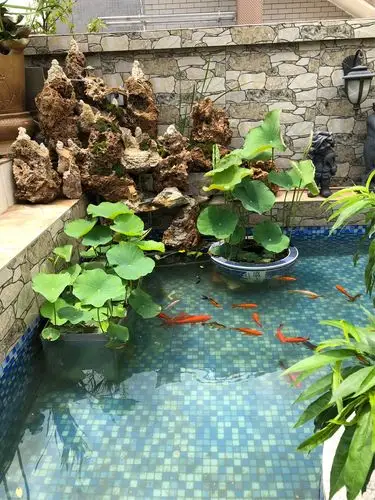 假山鱼池