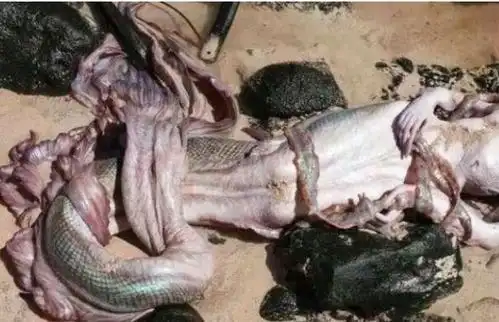 真珠美人鱼可可 真珠美人鱼的所有歌曲歌词复制的别回答!