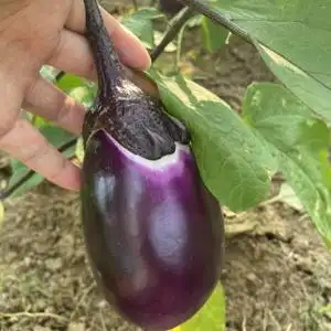 湖南本地茄子新鲜蔬菜老品种椭圆紫皮茄子圆茄子农家自种