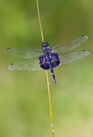 蜻蜓图片_图片大全