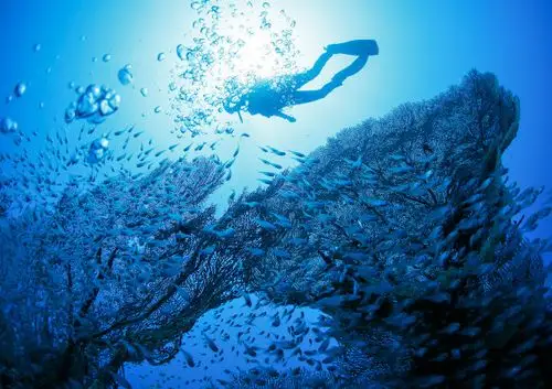 潜水 男照片_潜水 男摄影图片_高清摄影图片库-veer图库