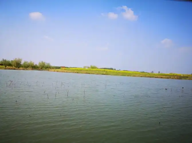 千娇百媚万般妖娆风姿绰约陈桥湿地公园