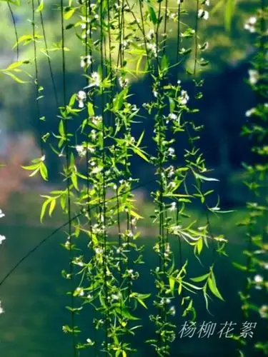 柳絮飘飞的季节