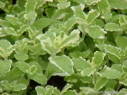 最爱最爱的薄荷品种,没有之一,是凤梨薄荷.
