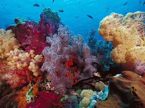 海洋生物鱼-动物高清壁纸