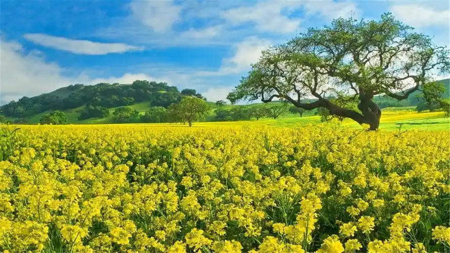 电脑桌面壁纸尺寸(1920x1080)适合任何电脑尺码,全是以绿色图片为背景