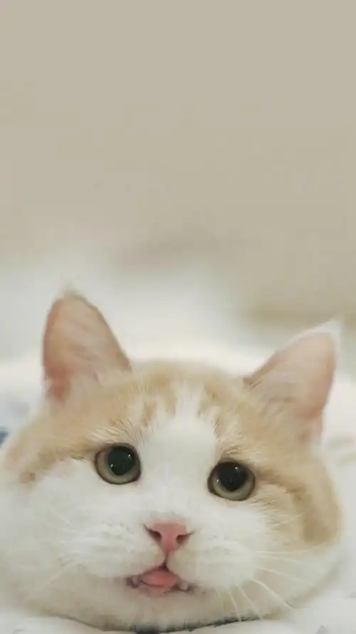 萌系可爱小猫咪手机壁纸