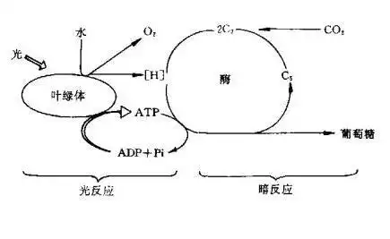 关于生物光反应暗反应的过程图