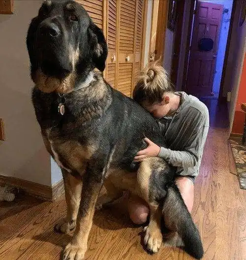 养了大狗狗以后,明白什么叫"痛并快乐着"!