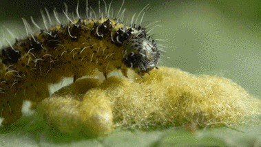 恐怖电影中的怪物原型竟然都是地球上的而且还有史莱姆