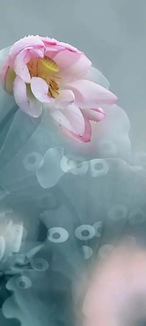 荷花壁纸,静默无言的美,不是短暂的繁华和浮华