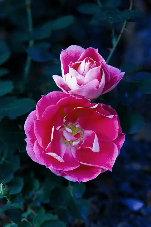 可爱的一朵玫瑰花