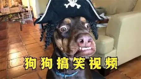 狗狗搞笑视频集锦,狗狗的迷惑行为3