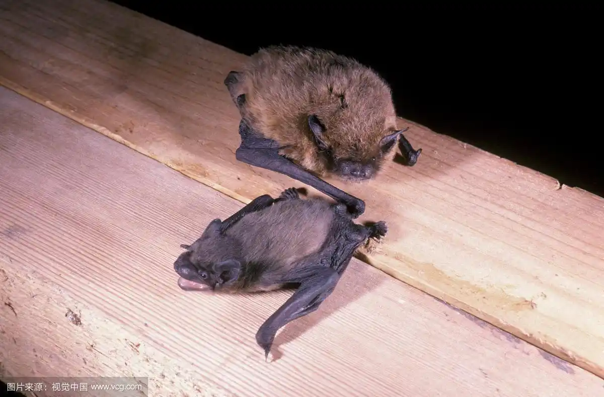 蝙蝠(pipistrellus pipistrellus),母亲和10天大的幼崽