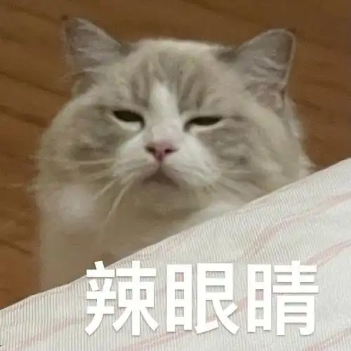 小猫表情包又更新啦