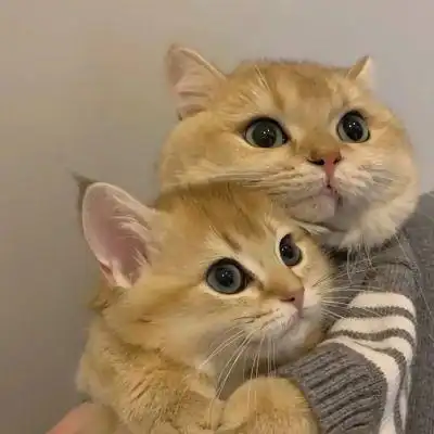 可爱动物搞怪头像