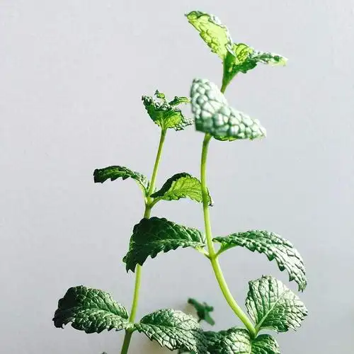 薄荷的生长习性及其花语