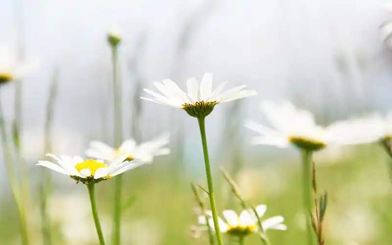 小清新鲜花漂亮花朵桌面壁纸-植物壁纸-壁纸下载-美桌网