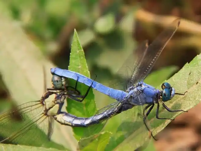 大蜻蜓,绿眼睛