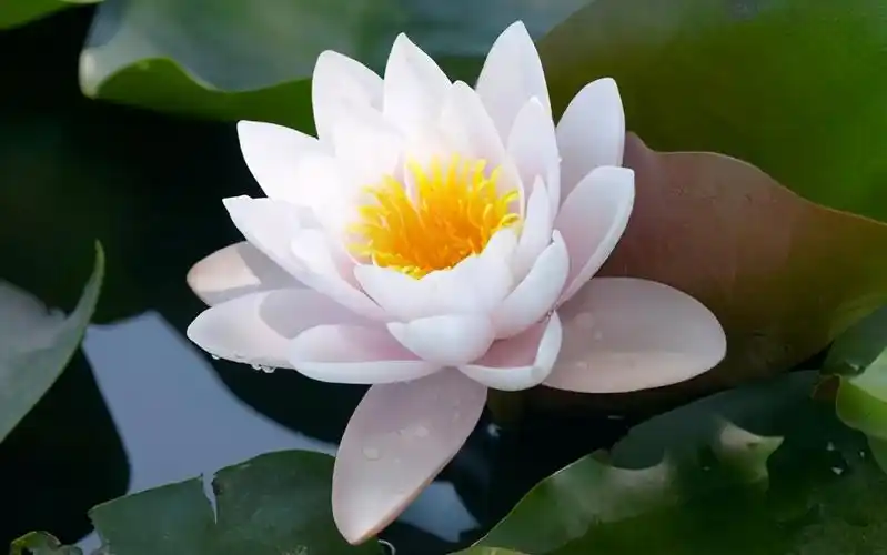 恬淡知足,就得修心养性于"清心寡欲".