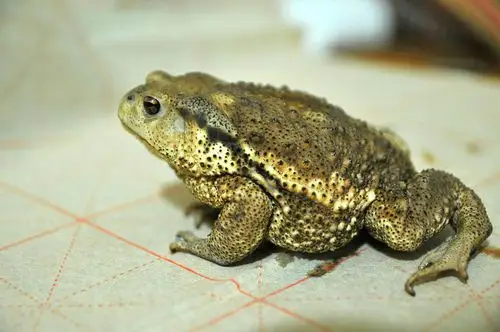 金蟾有害怕的吗0505