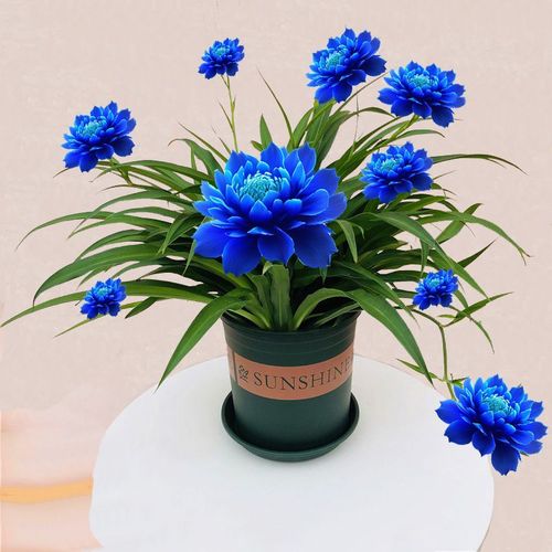 大花香莲盆栽绿植浓香型花卉阳台四季开花懒人绿植耐寒耐热驱蚊虫