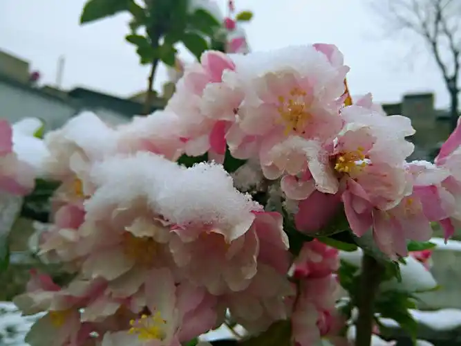 雪中斗艳不是梅,海棠盛开任冰摧.