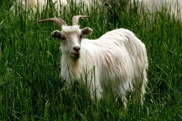 绒山羊词条图册_百度百科