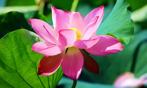 牧河八月荷花艳