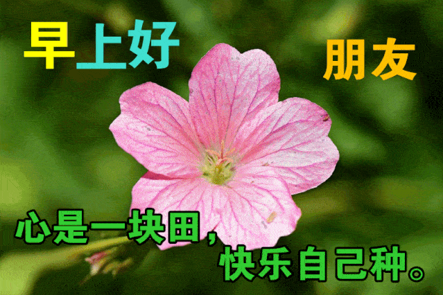 11月25日最漂亮早上好动态表情图片大全早晨好动图美图大全