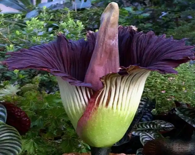 世界上最恐怖的十种花十大冥界之花