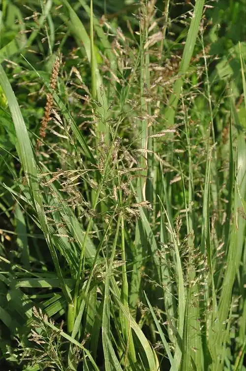 p>宿根画眉草(学名: i>eragrostis perennans /i> keng)是禾本科