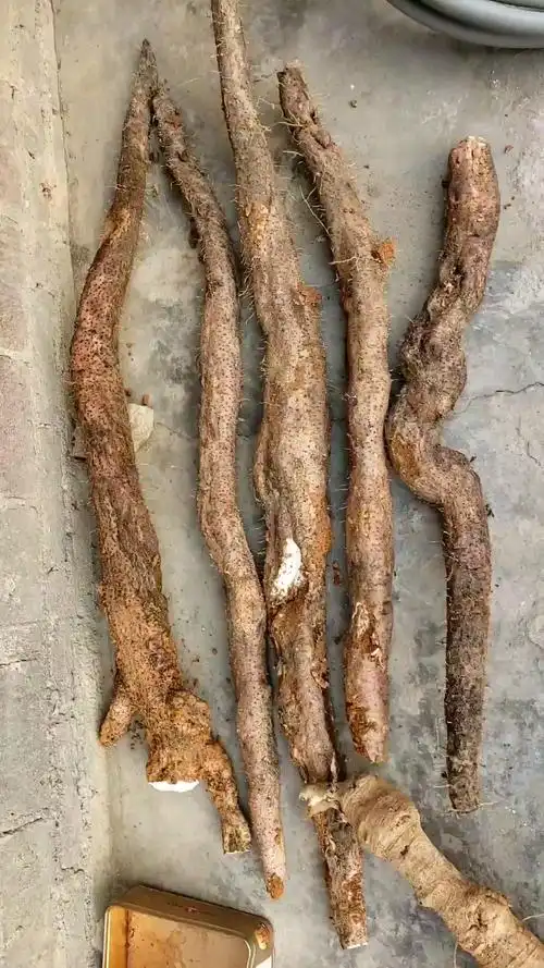 过年你家吃什么#野生淮山