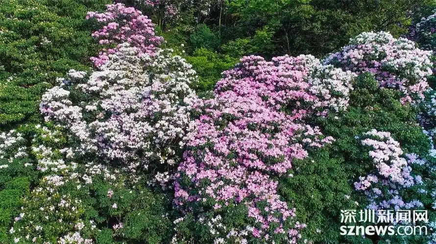坐"飞的"赏毛棉杜鹃是何种体验?感受过就知道!_深圳新闻网