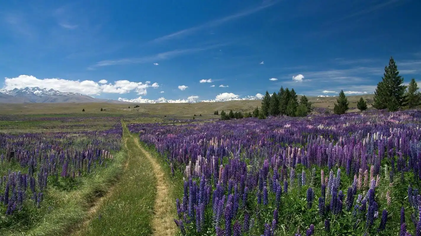 绿色护眼田园美景图片桌面壁纸