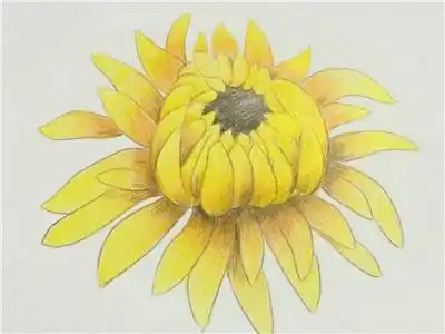 植物彩色铅笔画简笔画