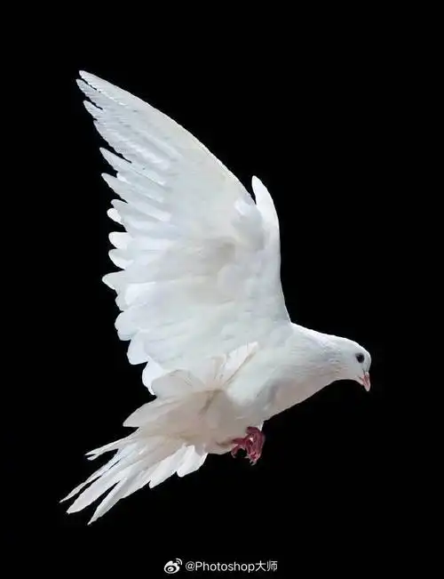 展翅高飞的白鸽9415