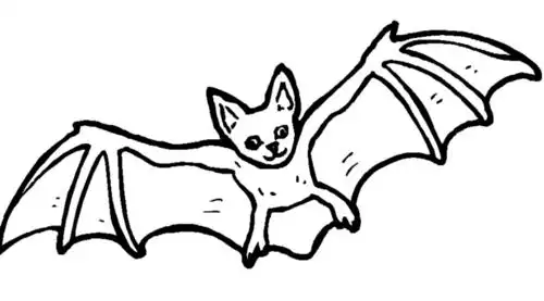 萌萌的蝙蝠简笔画图片_蝙蝠儿童绘画图集