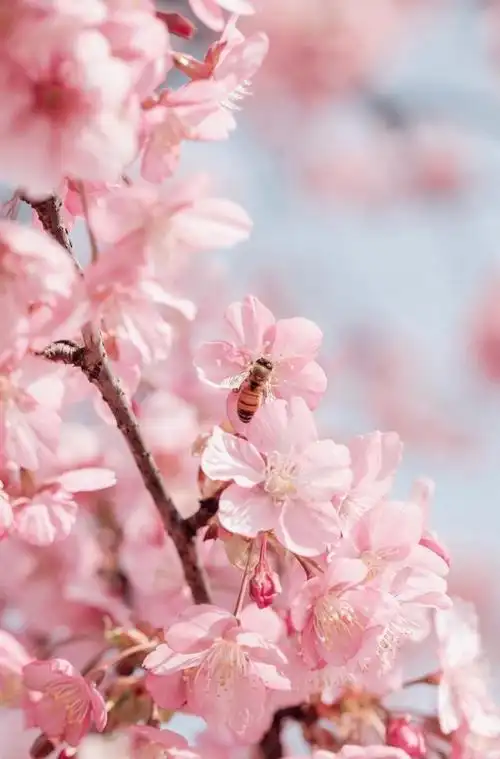 收藏上海春天每一张都是绝美手机壁纸